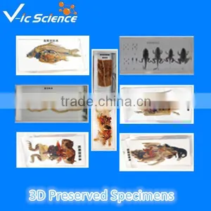 3D Preserved Specimens thumbnail-1