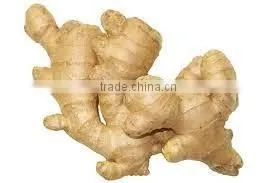 Ginger thumbnail-2