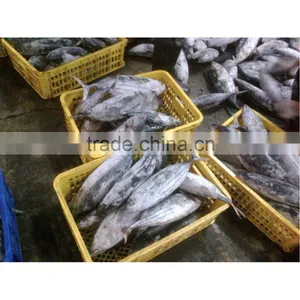 1Kg up Frozen Tuna Fish Whole Round thumbnail-1