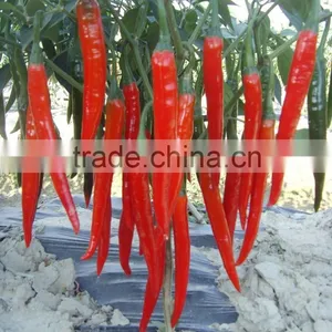 Hot Sale Hybrid High Yield Chili Pepper Seeds-Xian Yan No.9 thumbnail-1