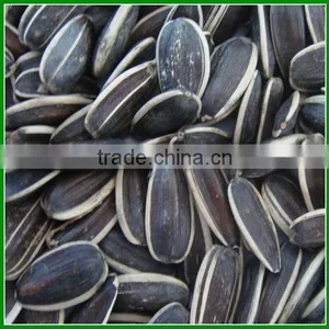 Sale High Quality and Cheap Roasted Sunflower Seeds for Human Eating thumbnail-2
