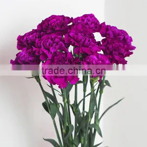 Wholesale Fresh Flowers Purple Carnation From China Flower Base thumbnail-3
