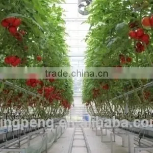 Venlo Glass Greenhouse for Tomato Cucumber Flower Horticulture thumbnail-1