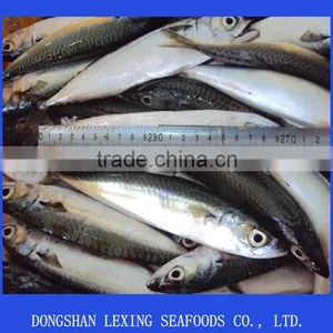 Frozen Pacific Mackerel In Fish thumbnail-1