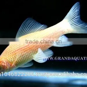 Black Shark Albino Fish Farm For Sale / Aquarium Fish Thailand thumbnail-4