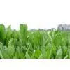 Chicory Extract thumbnail-1