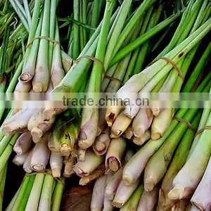 Fresh Lemongrass Vegetable in Vietnam/ Frozen Lemongrass thumbnail-1