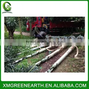 Wodyetia Bifurcata - Foxtail Palm (4) thumbnail-3