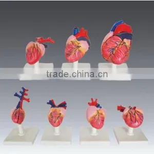 Models of the Hearts of Vertebrates thumbnail-1