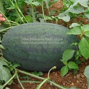 Early Maturity Red Flesh Hybrid f1 Watermelon Seeds thumbnail-3