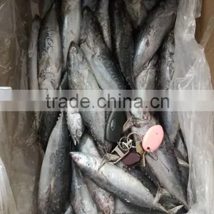 FAO 61 China Frozen Bonito Tuna Fish and Auxis Thazard thumbnail-1