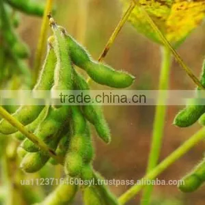 SOYA BEANS thumbnail-2