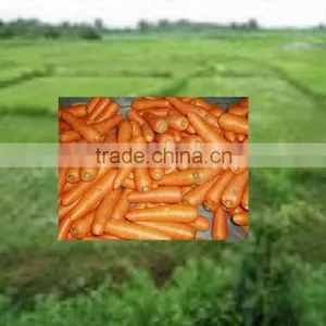 China Carrot 2016 thumbnail-2