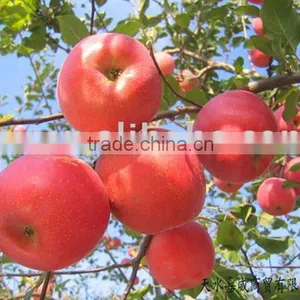 Fuji Apples Fresh Fuji Apple thumbnail-6