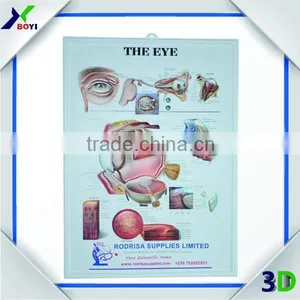 3D Embossed Plastic Medical Wall Posters, OEM 3D Anatomical Charts thumbnail-4