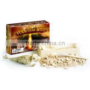 Human Evolution. 6 Assorted, 8pcs per Inner thumbnail-1