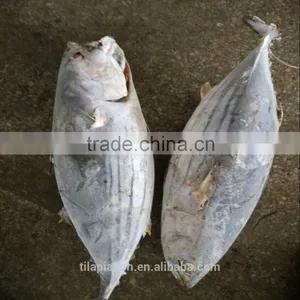 Frozen Skipjack Tuna Fish for Sale thumbnail-1