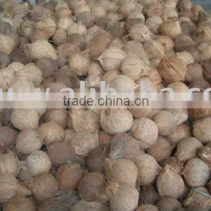 Mature Coconut thumbnail-1