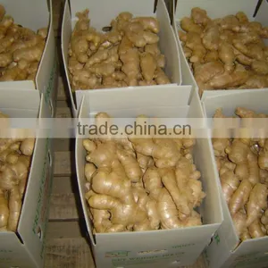 Fresh Semi-air Dried Ginger thumbnail-4