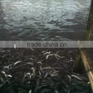 Anguilla Eel Feed Powder thumbnail-1