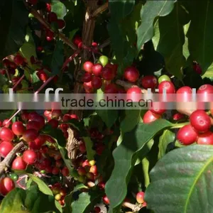 Green Coffee thumbnail-1