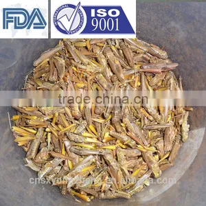 Factory Supply 2.5cm Freeze Dried Grasshoppers thumbnail-3