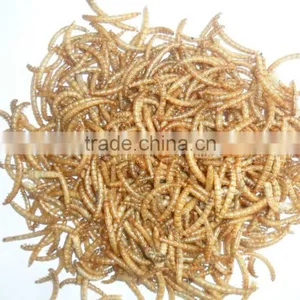 Fish Food Mealworms Golden Yellow(2.8cm), Animal Feed Mealworm thumbnail-1