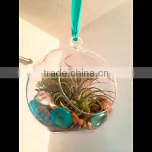 Acrylic Round Terrarium thumbnail-1