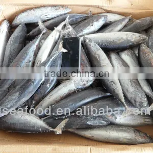 Frozen Whole Round Bonito thumbnail-1