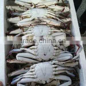 Frozen Blue Swimming Crab thumbnail-2
