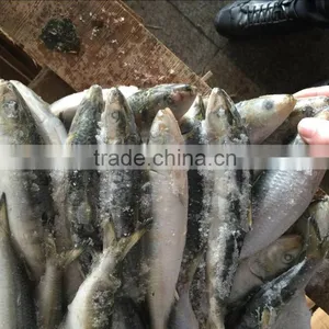 Best Price Bait Sardine Customized thumbnail-1