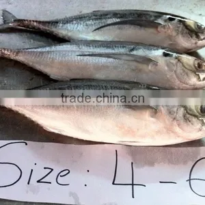 Fresh Frozen Horse Mackerel Fish From Alo Seafood Co., thumbnail-2