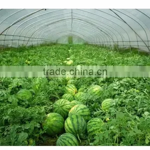 2017 Easy Assembled Watermelon Film Covering Tunnel Greenhouse thumbnail-1