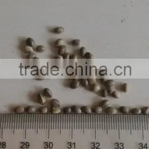 2014 High Crop Organic Hemp Seeds thumbnail-2
