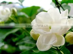 Chinese Traditional Jasmine Tea Nutral Jasmine Tea thumbnail-1