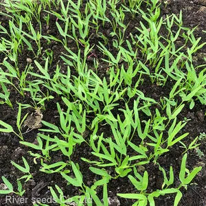 6g Buy Hybrid Asian Green Leaf Vegetable Water Spinach Seeds Ipomoea Aquatica Seeds thumbnail-3