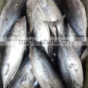 Sea Frozen Bonito Fish thumbnail-1