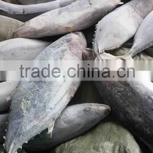 Competitive Price and High Quality Belted Bonito and Sarda Orientalis thumbnail-2