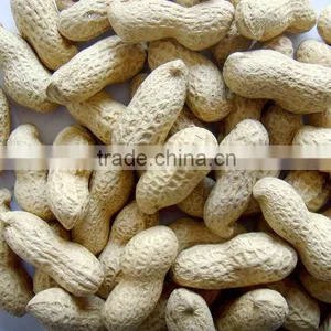 New Crop 2012 Chinese Raw Peanut In Shell 9/11 thumbnail-1