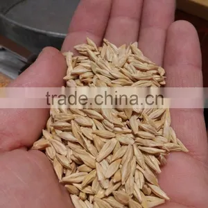 BARLEY thumbnail-3