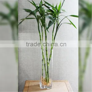 Lucky Bamboo Decoration Simple Style thumbnail-2