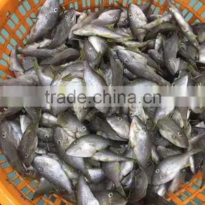 Fresh Leather Jacket 45-50pcs/kg thumbnail-2
