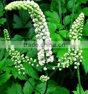 Black Cohosh PE ISO, HALAL, KOSHER thumbnail-1