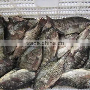 Frozen Tilapia Fish thumbnail-1