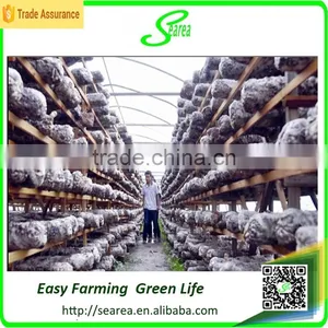 Hot Sale Single Tunnel Greenhouse for Mushroom thumbnail-1