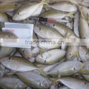 Frozen Gold Line Horse Mackerel/Frozen Horse Mackerel Fish thumbnail-1