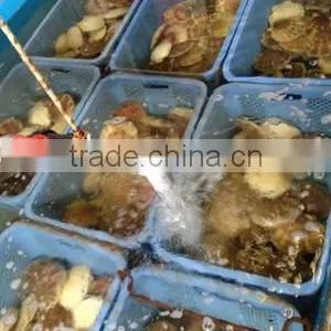 Best-selling , All Kinds of Seafood , Paid Samples Available , Scallop thumbnail-4