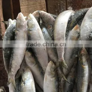 Factory Price Fish Lure Sardine of CE and ISO9001 Standard thumbnail-3