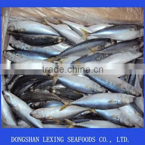 Pacific Mackerel thumbnail-1