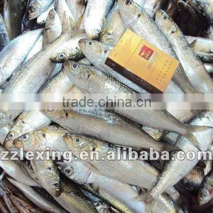 Frozen Sardine(sardinella Longiceps) thumbnail-1